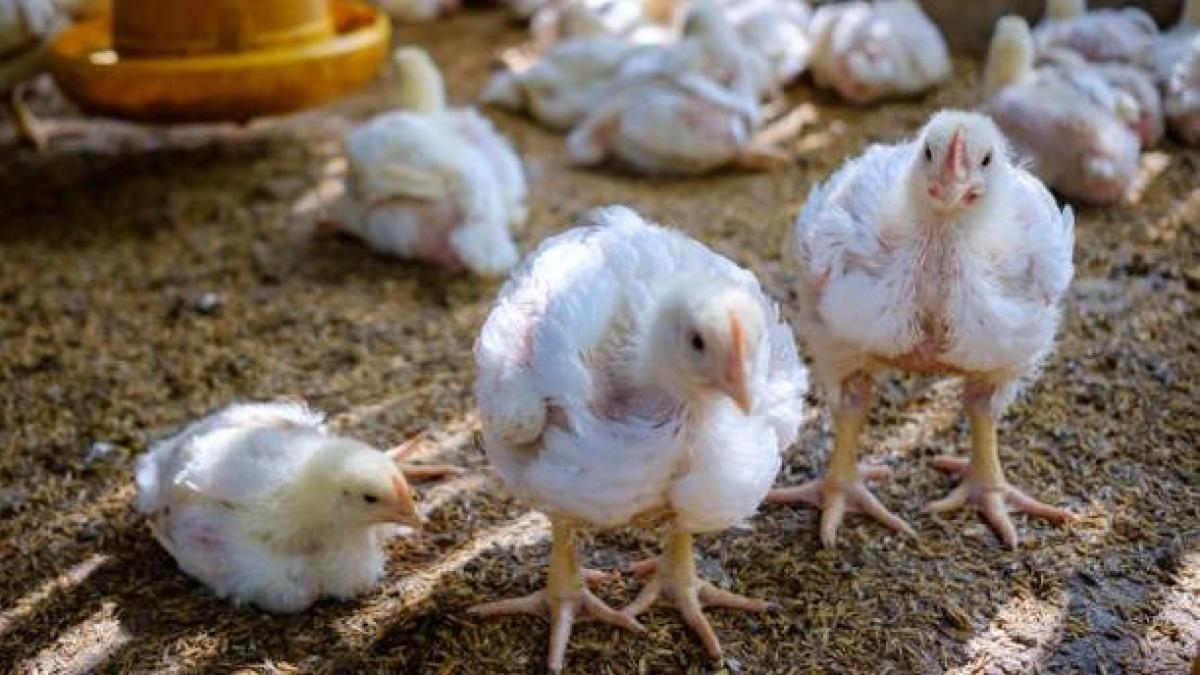 Fenavi alerta de que bloqueos en Buenaventura represan 7.800 toneladas diarias de alimento para aves