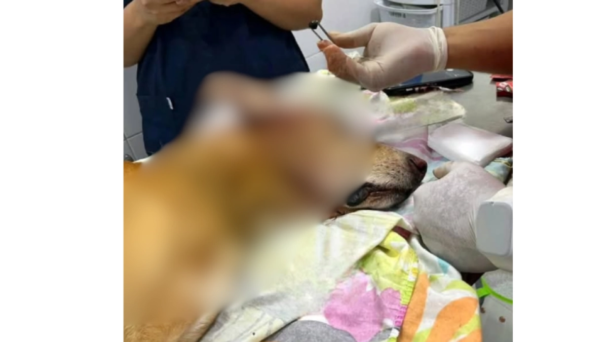 Más de 4.600 animales han sido atropellados en Bogotá desde 2019: proponen capacitación obligatoria para conductores