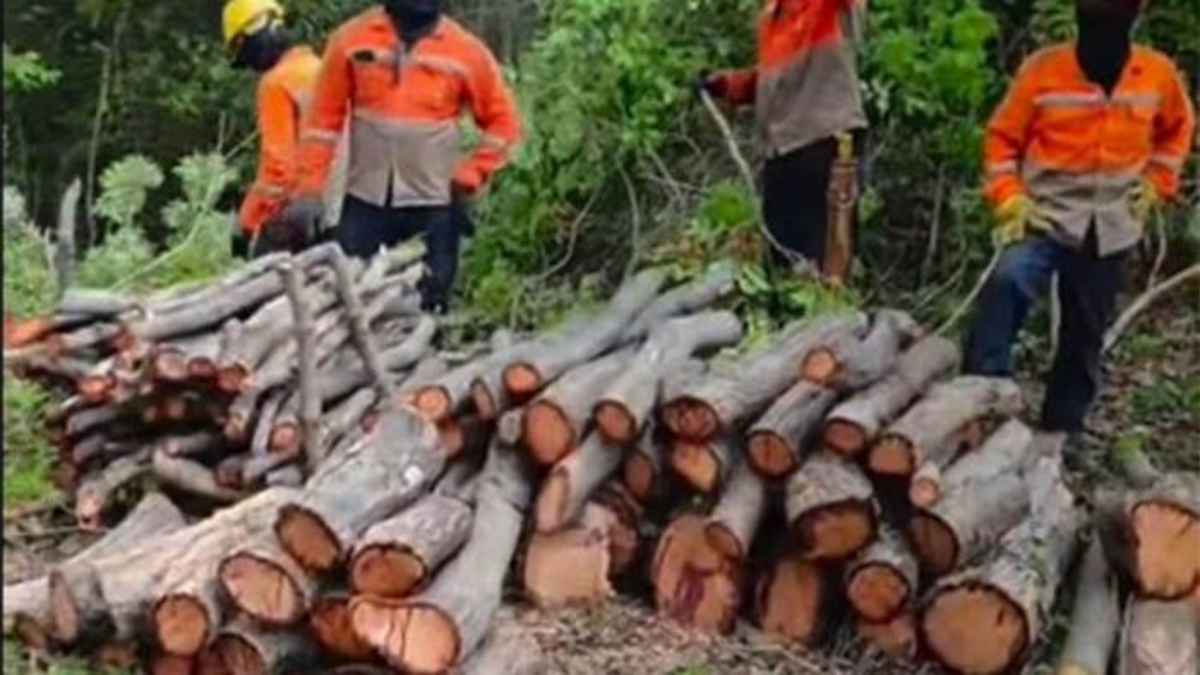 Tala masiva de árboles por proyecto eléctrico desata indignación y ...