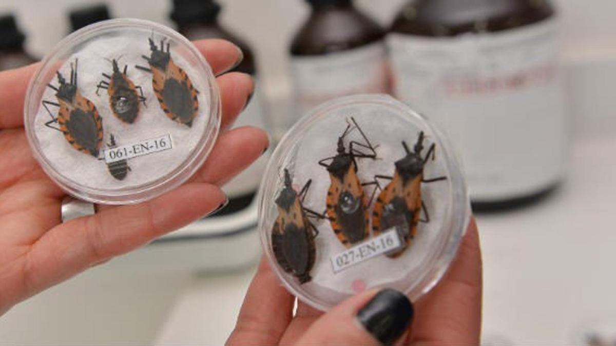 Alerta en Santander por el mal de Chagas: ¿Qué es y cómo afecta el sistema en el cuerpo? ya reportan 54 casos en el 2026