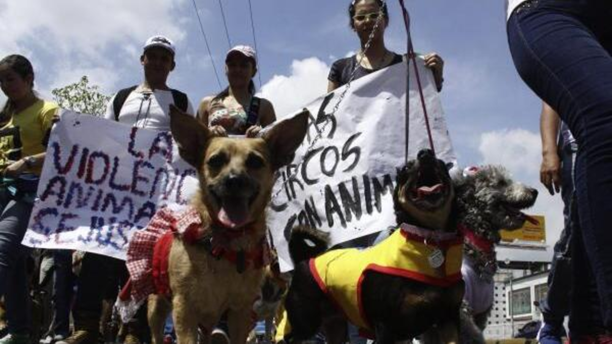Indignación en Popayán por nuevo caso de maltrato animal: una perrita terminó muerta, tras ataque a golpes y con piedras