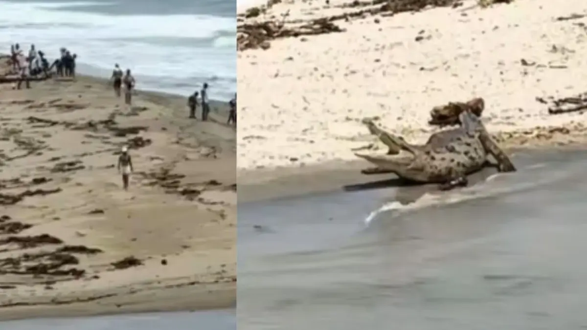 Video | Turistas entraron a playa prohibida del parque Tayrona y se encontraron con caimanes aguja: ¿cuáles son las restricciones?
