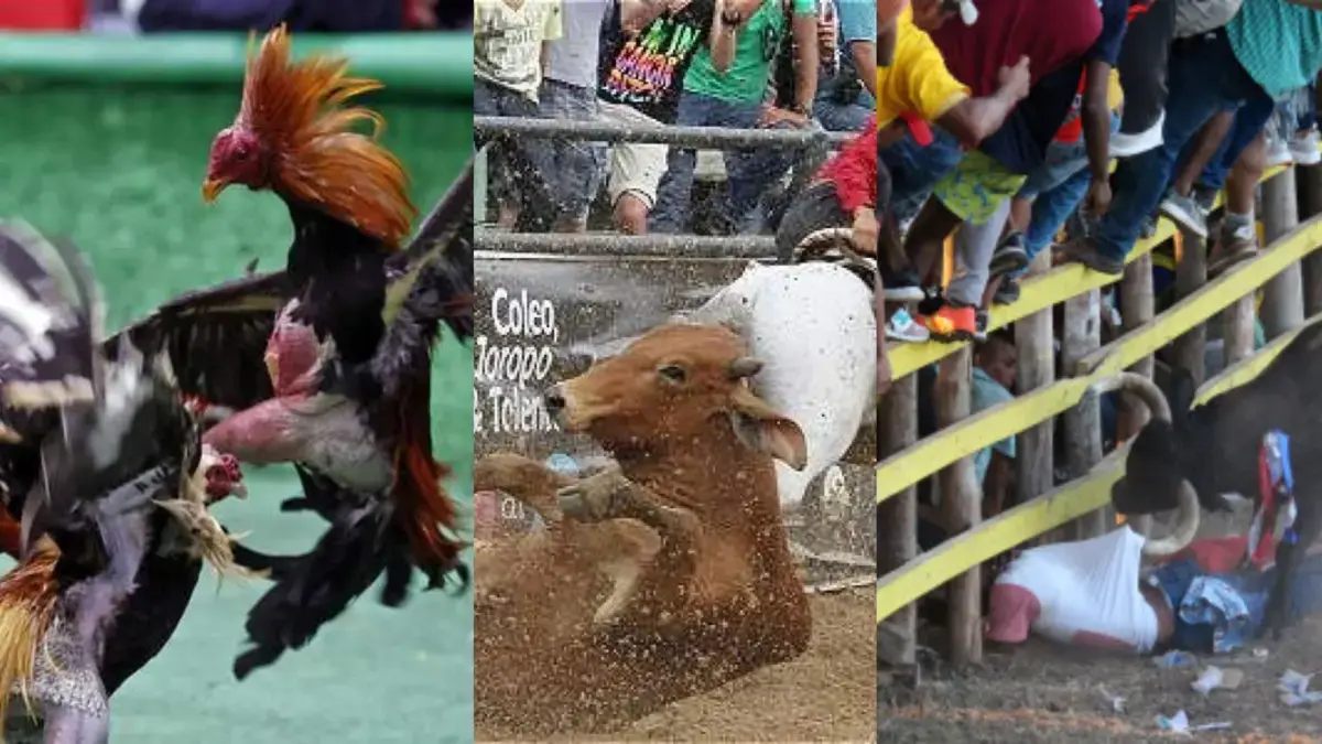 ¿Por qué la Corte extendió la prohibición de la tauromaquia a las corralejas, el coleo y las peleas de gallos?: el impacto cultural