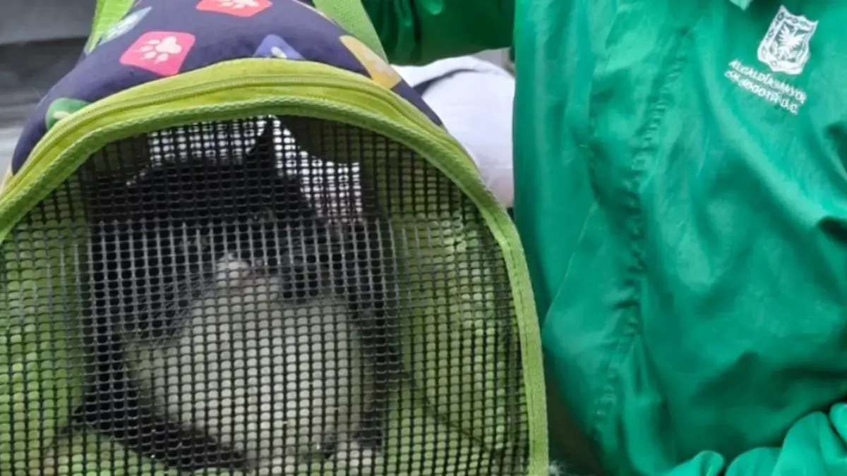 Más de 2.000 esterilizaciones gratis para perros y gatos en Bogotá en septiembre: fechas y locaciones anunciadas por la Alcaldía