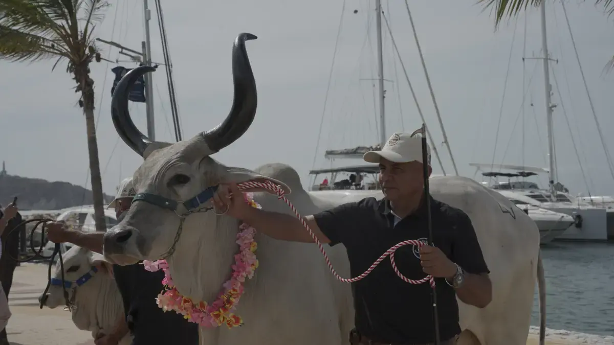 Santa Marta: con remate frente al mar, Fedegán celebrará 500 años de la ganadería colombiana