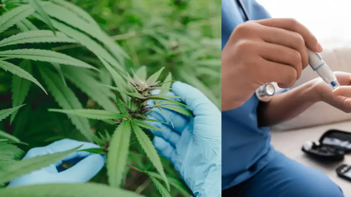 ¿Consumir cannabis aumenta el riesgo de sufrir diabetes? Esto es lo que dice la ciencia más reciente