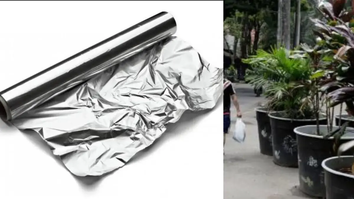 ¿Para qué sirve poner papel aluminio en las plantas y cómo hacerlo correctamente?
