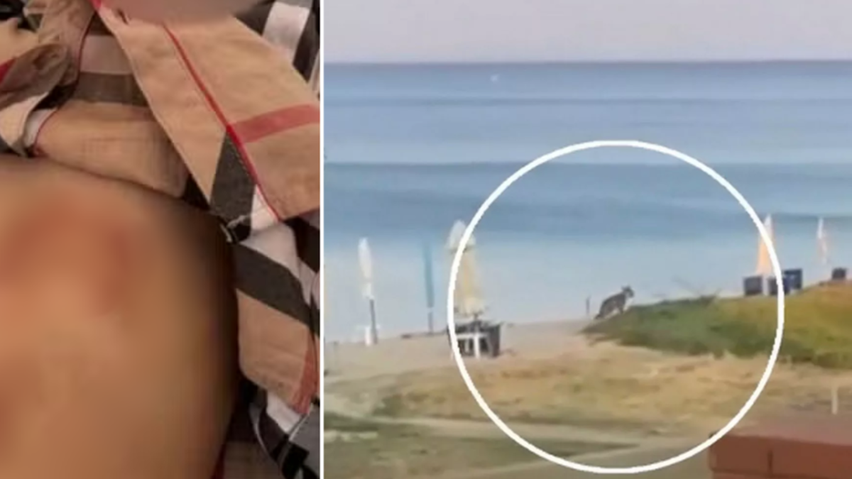 Niña estaba de vacaciones con su familia y un lobo la atacó mientras jugaba en la playa, en un resort en Grecia