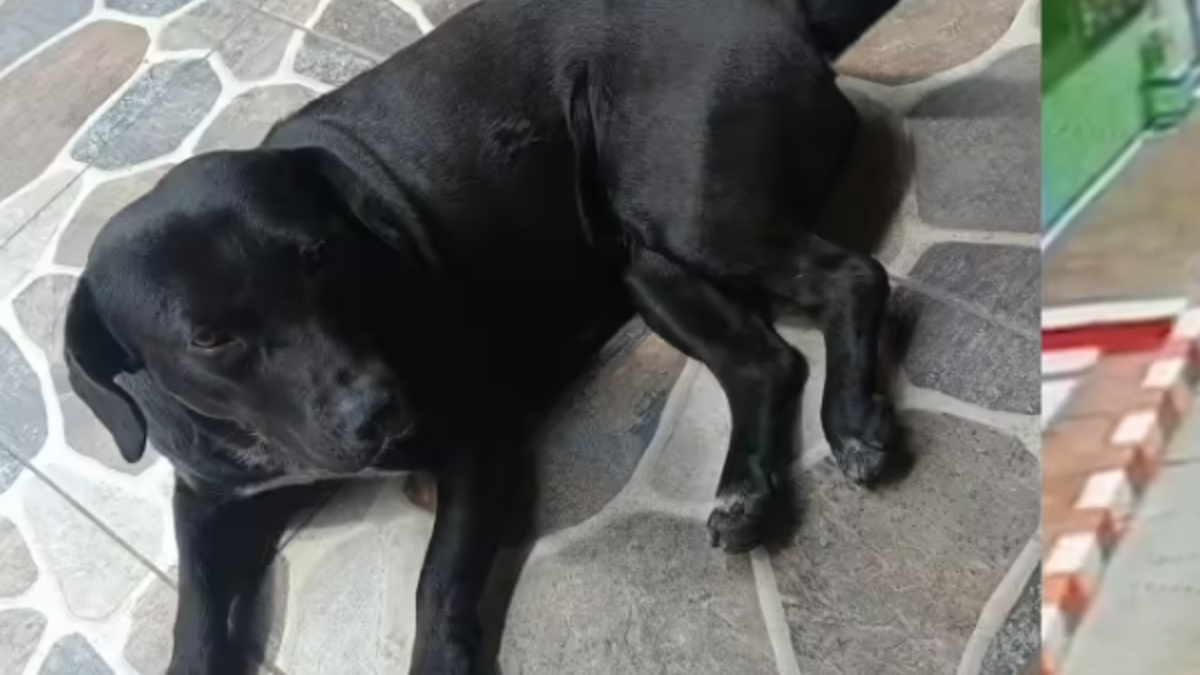 Más denuncias, más procesados y el primer enviado a prisión por maltrato y abuso sexual animal en Bogotá ¿Qué hay detrás de estas sanciones?