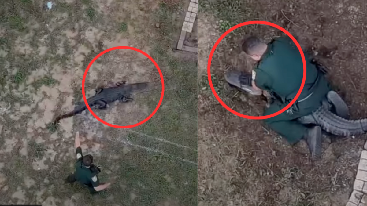 Video de oficiales que tuvieron que capturar a caimán dentro de una casa en Florida, Estados Unidos, tras atender a una llamada de emergencia