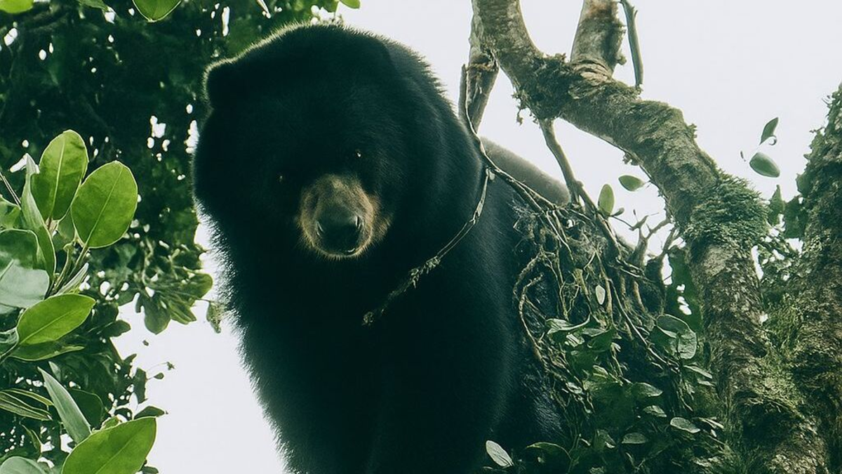Video | En zona rural de Palmira, un campesino logró avistar un oso de anteojos, especie que se encuentra en peligro de extinción
