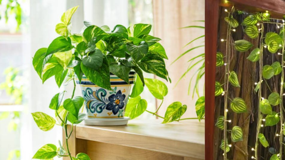 ¿Dónde poner la planta del dinero para atraer riqueza? Esta es la guía de cuidados y ubicación ideal