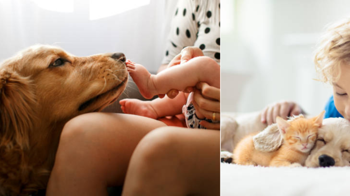 Estudio revela que los bebés que crecen cerca de perros pueden tener un menor riesgo de asma; esto hallan en quienes están expuestos a gatos