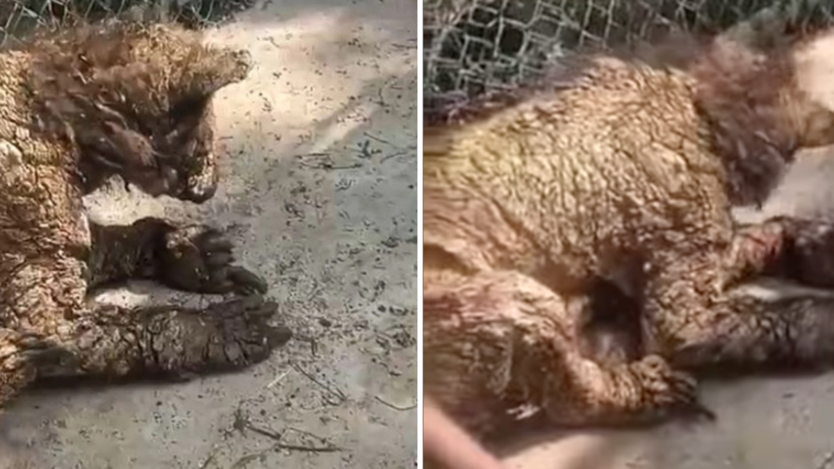 Preocupación por el estado de una osa bebé que presenta signos de abandono en zoológico de México: tiene sarna y varias heridas abiertas