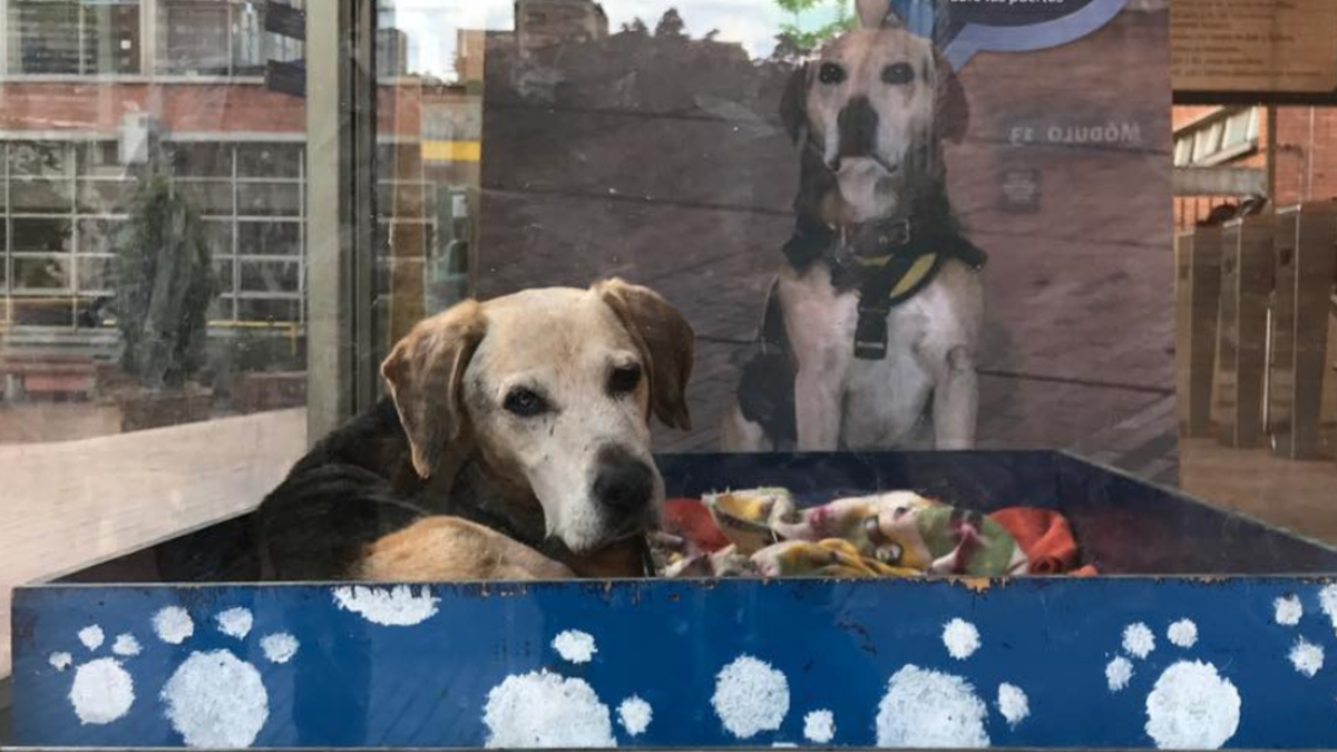 Cabo, el perro callejero que se convirtió en símbolo y guardián de la Universidad Jorge Tadeo Lozano: le salvó la vida a un trabajador