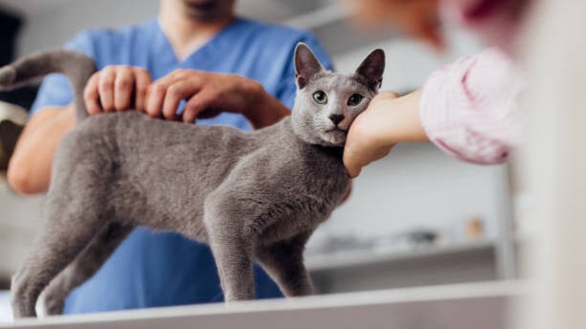 ¿Por qué a los gatos les gusta que les den palmadas en la parte trasera? Conozca la explicación de este comportamiento