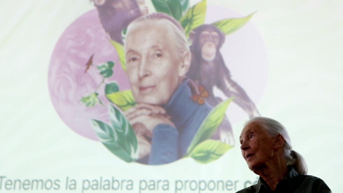 Jane Goodall, perfil de la científica que obligó a redefinir al hombre