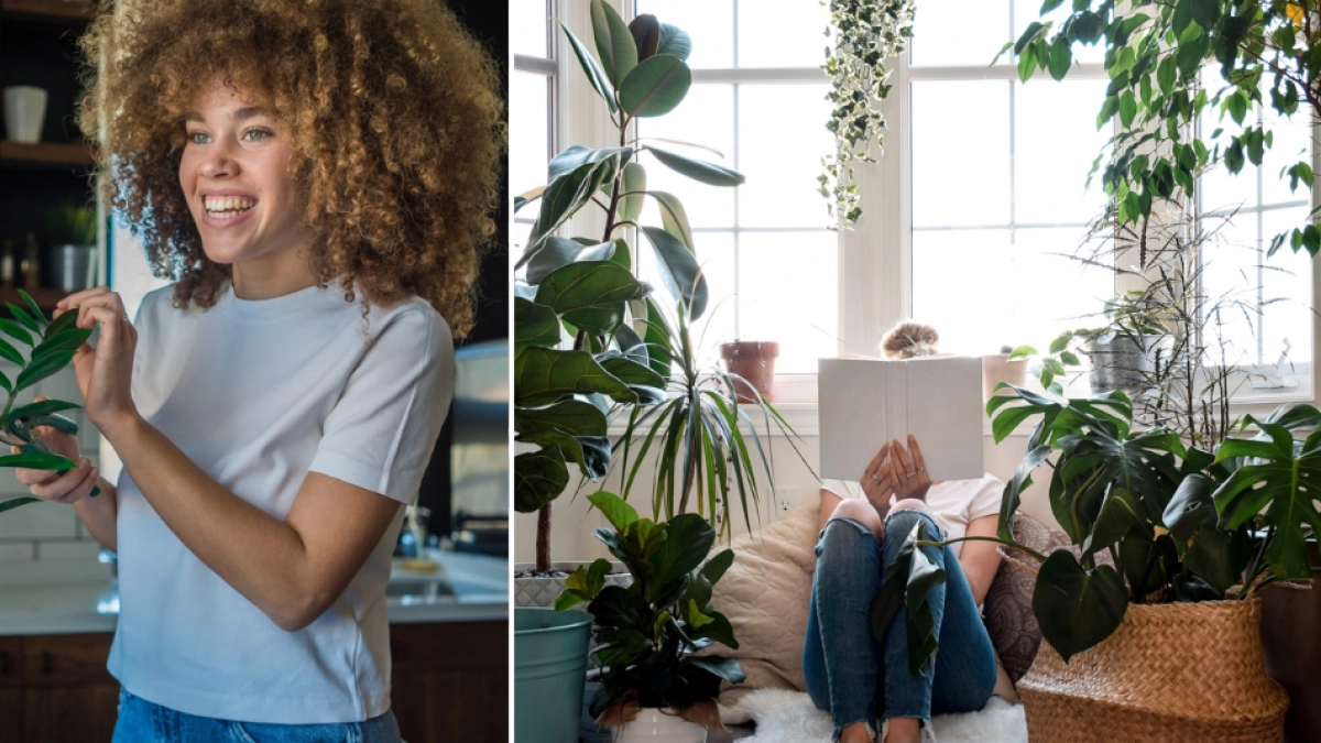 Siete plantas que crecen sin sol: opciones ideales para rincones con sombra y bajo mantenimiento en casa