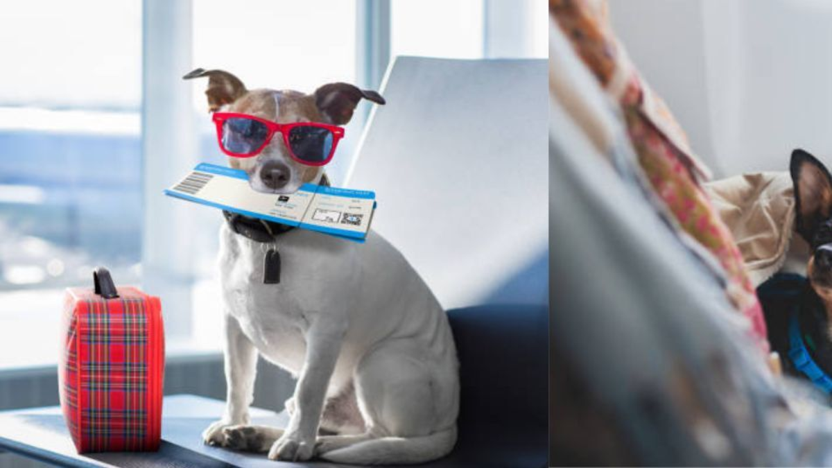 La Aerocivil actualiza las normas nacionales e internacionales para viajar con mascotas, ya sea en cabina o en bodega