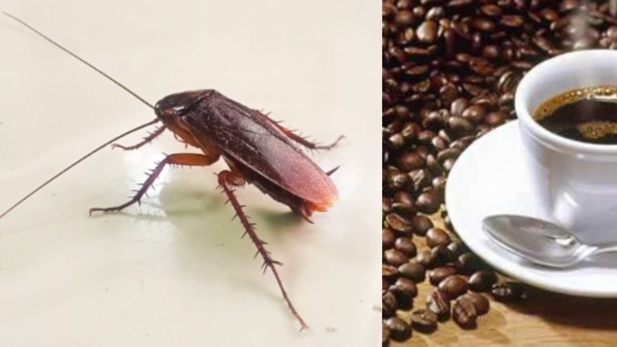 Truco con café para alejar cucarachas y hormigas de tu cocina