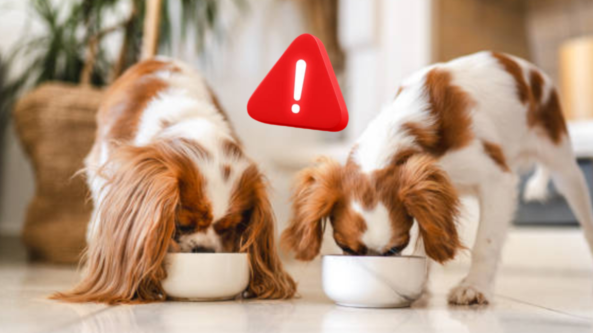 Retiran del mercado alimento para mascotas contaminado con bacteria peligrosa: causa náuseas, vómitos y diarrea