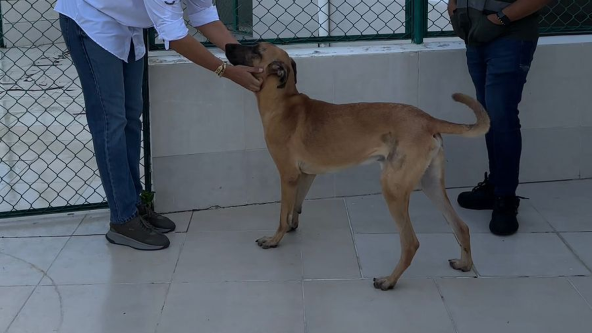 Mujer pagará multa de 5 salarios mínimos en vigor por maltratar a un perrito en Cartagena: ‘Hulk’, la historia de una condena ejemplar