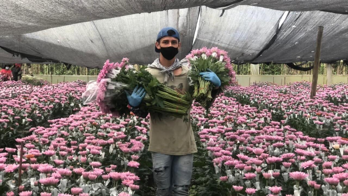 Florverde Sustainable Flowers, con 29 años de trayectoria, reduce 63 % el uso de plaguicidas y certifica más de 9.000 hectáreas en Colombia y Ecuador
