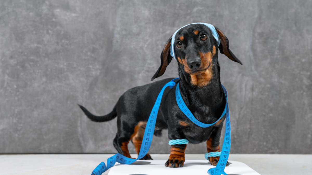 La obesidad en mascotas: una enfermedad multifactorial que requiere atención veterinaria, sus causas y cómo tratarla