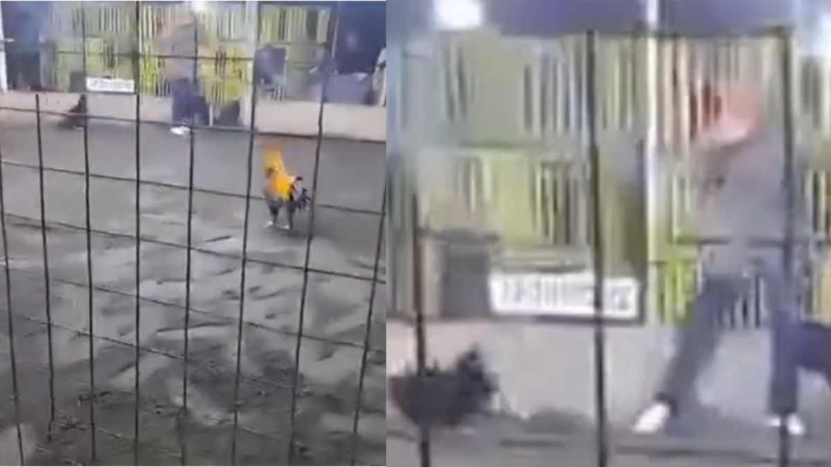 Murió hombre tras ser atacado por su propio gallo de pelea durante una jornada de combate en Perú: autoridades investigan lo ocurrido