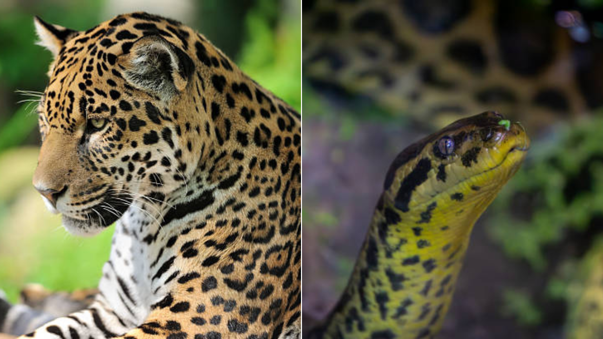 La impresionante foto que capta el momento del enfrentamiento entre una anaconda y un jaguar en el Pantanal