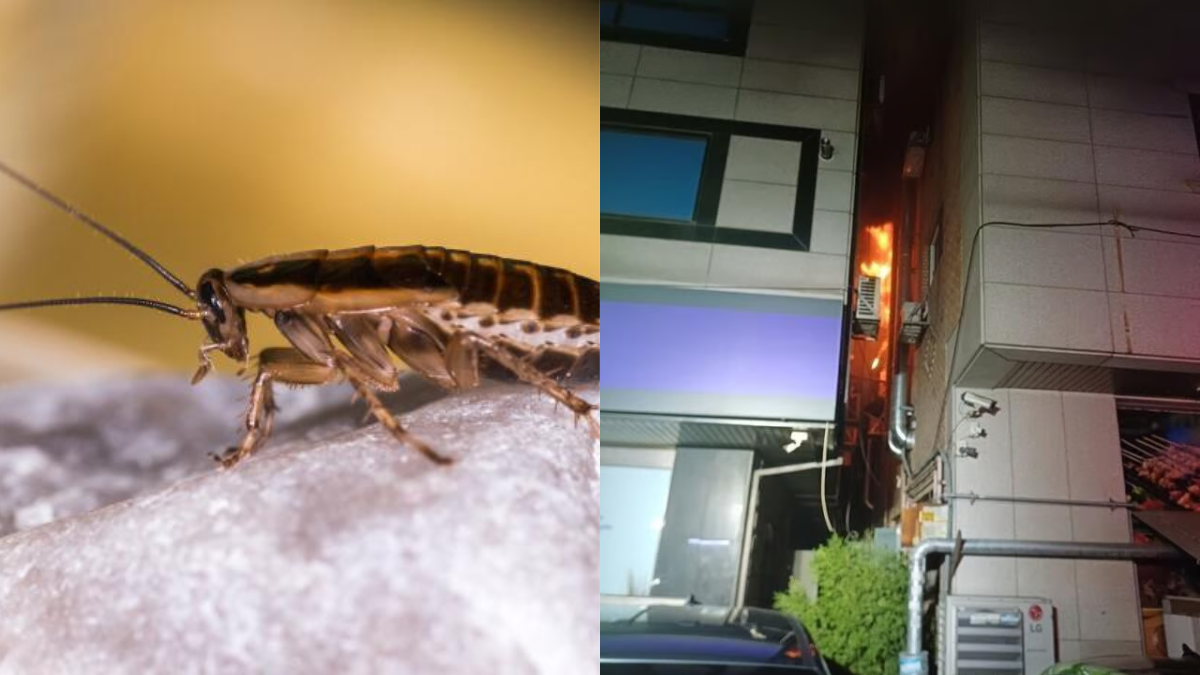 Mujer incendió un edificio al intentar matar una cucaracha con un lanzallamas en Corea del Sur: una persona murió