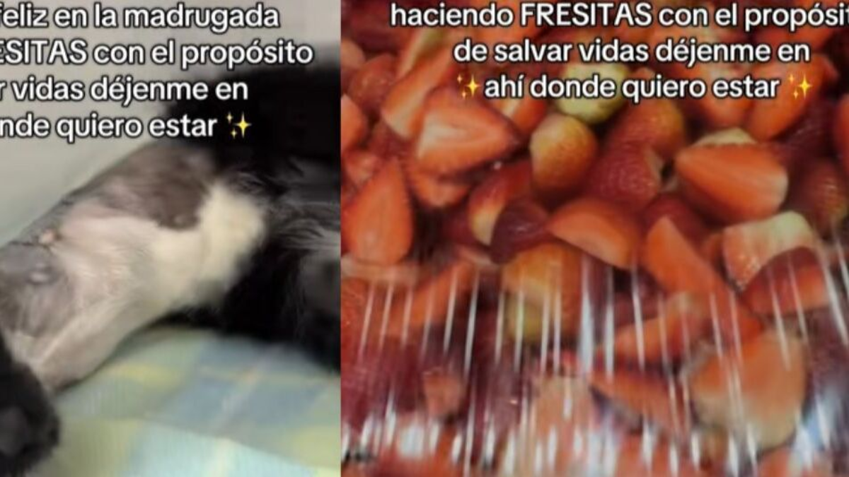 Joven vende fresas con crema para ayudar a gatos abandonados