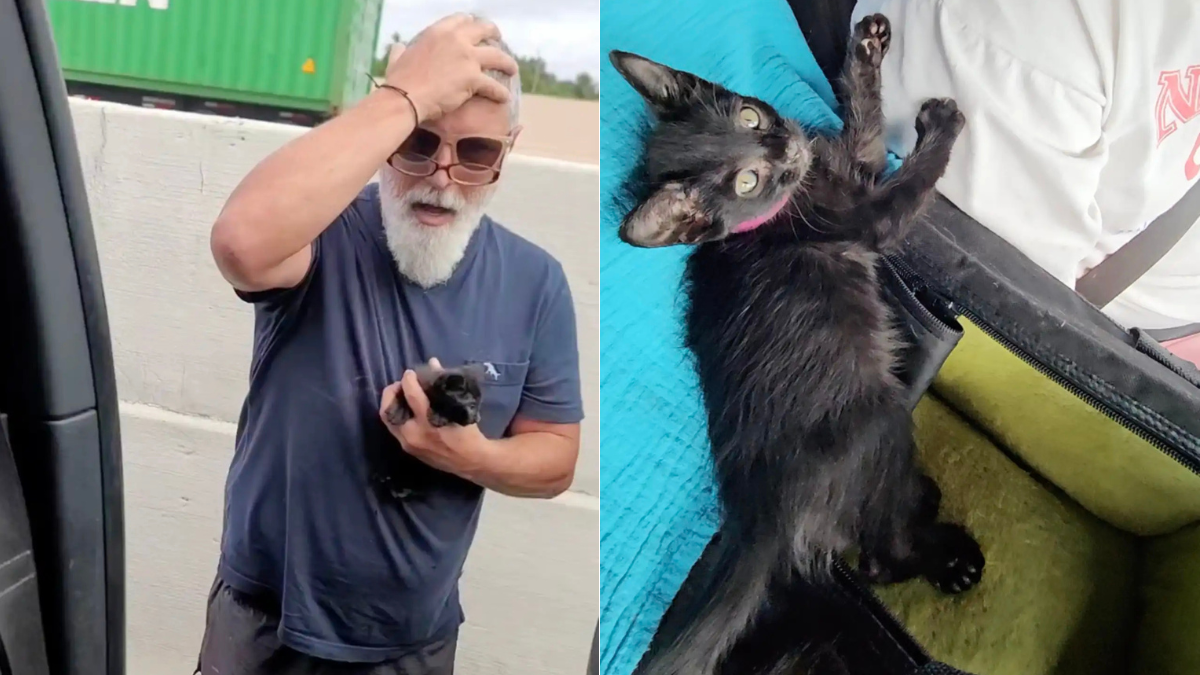 Hombre encontró un gato abandonado en la carretera y no tuvo el corazón para dejarlo: 'Un nuevo miembro peludo'