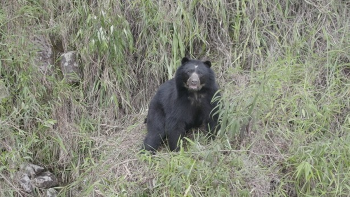 Video | Oso andino y su cría son registrados por primera vez con cámaras trampa en La Calera: 'Actividades humanas avanzan sobre su hábitat'