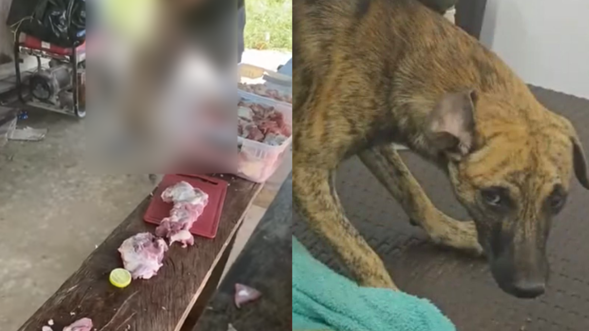 Hombre que maltrató a perrito se entregó al parecer con el animal: Gobernador de Antioquia revela detalles