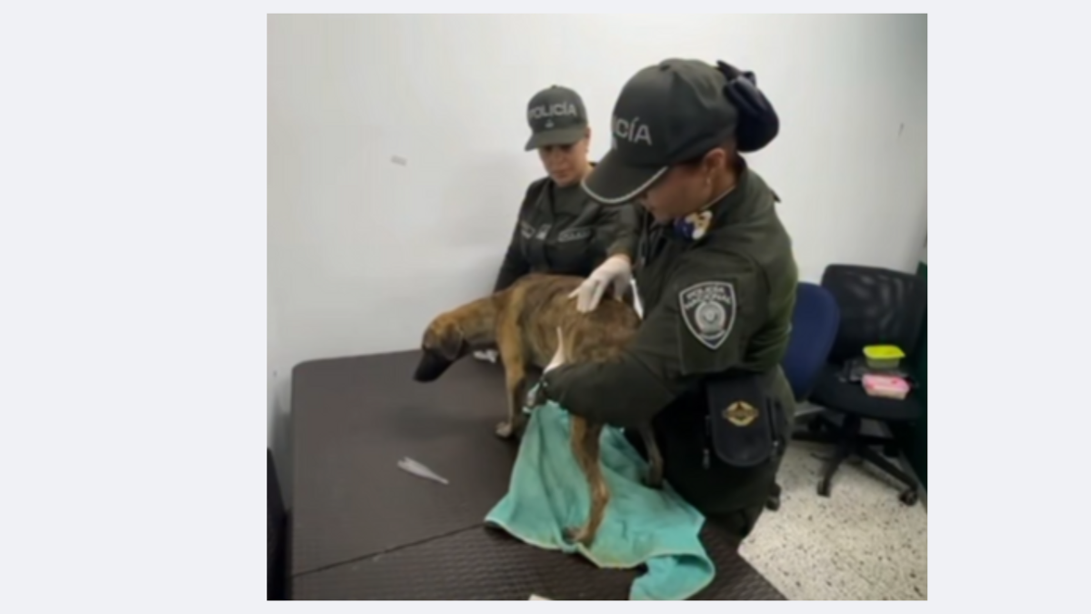 Veterinarios examinan al perrito con el que se entregó el hombre señalado de brutal golpiza a un canino, causando indignación en el país