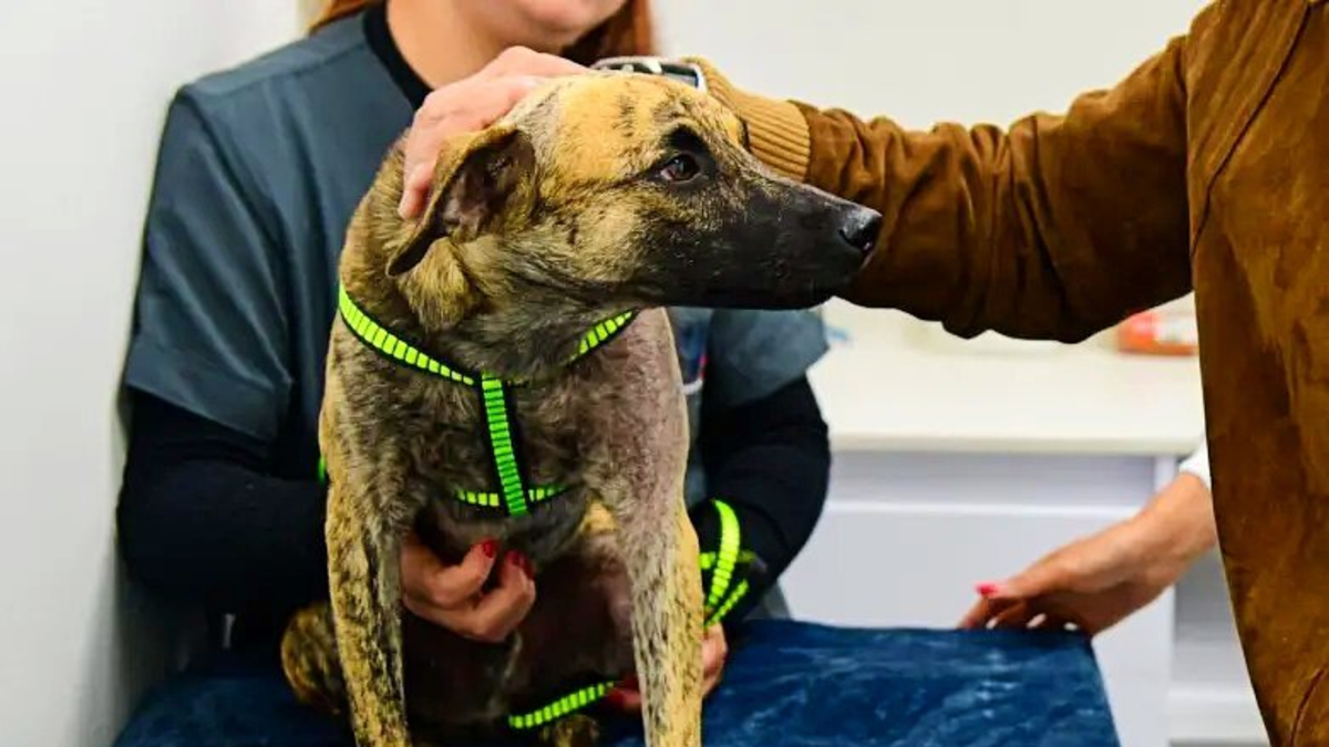 De la crueldad a la esperanza: ‘Coronel Bizcocho’ el perro rescatado en Antioquia, adoptado por la Policía