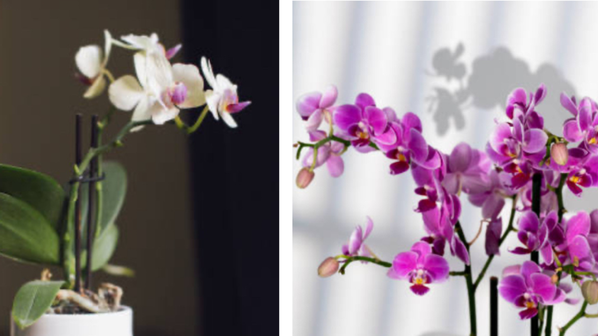 Tres claves para mantener viva su primera orquídea en casa: recomendaciones básicas que ayudan a evitar su deterioro