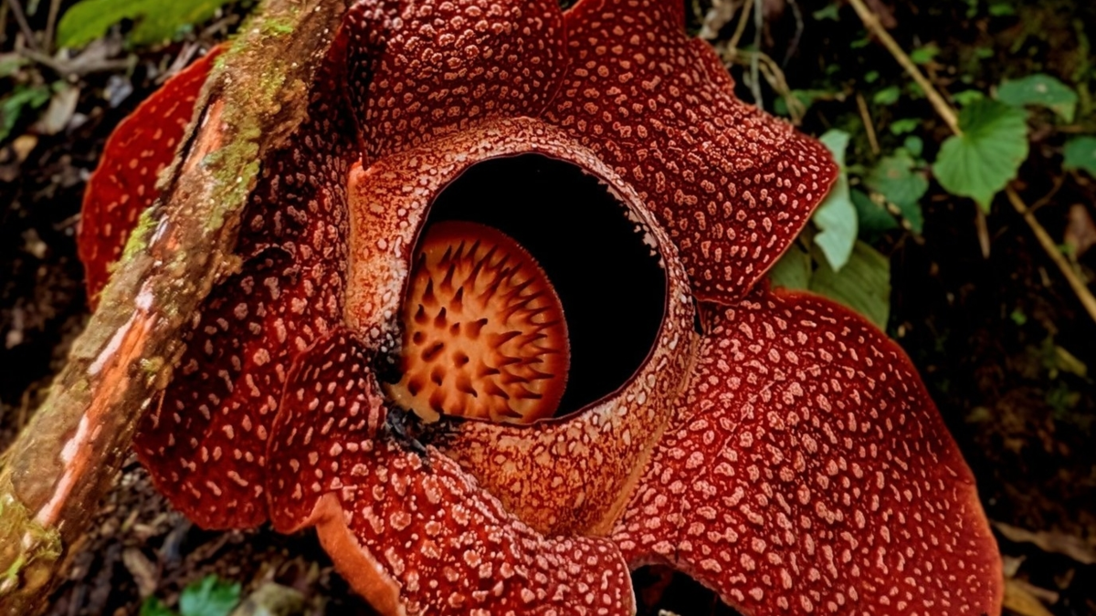 Tras 13 años de búsqueda hallan la flor más rara del mundo: es gigante ...