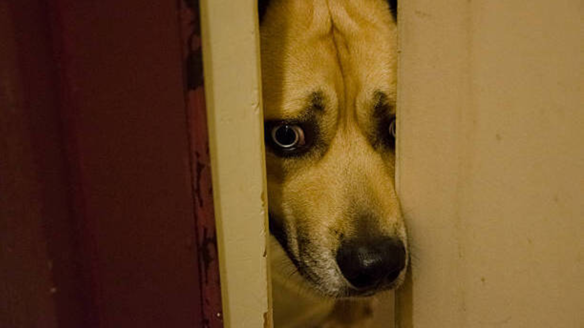 ¿Cómo cuidar a sus mascotas de la pólvora en Navidad y Año Nuevo? Expertos enseñan recomendaciones para atender a sus animales de compañía