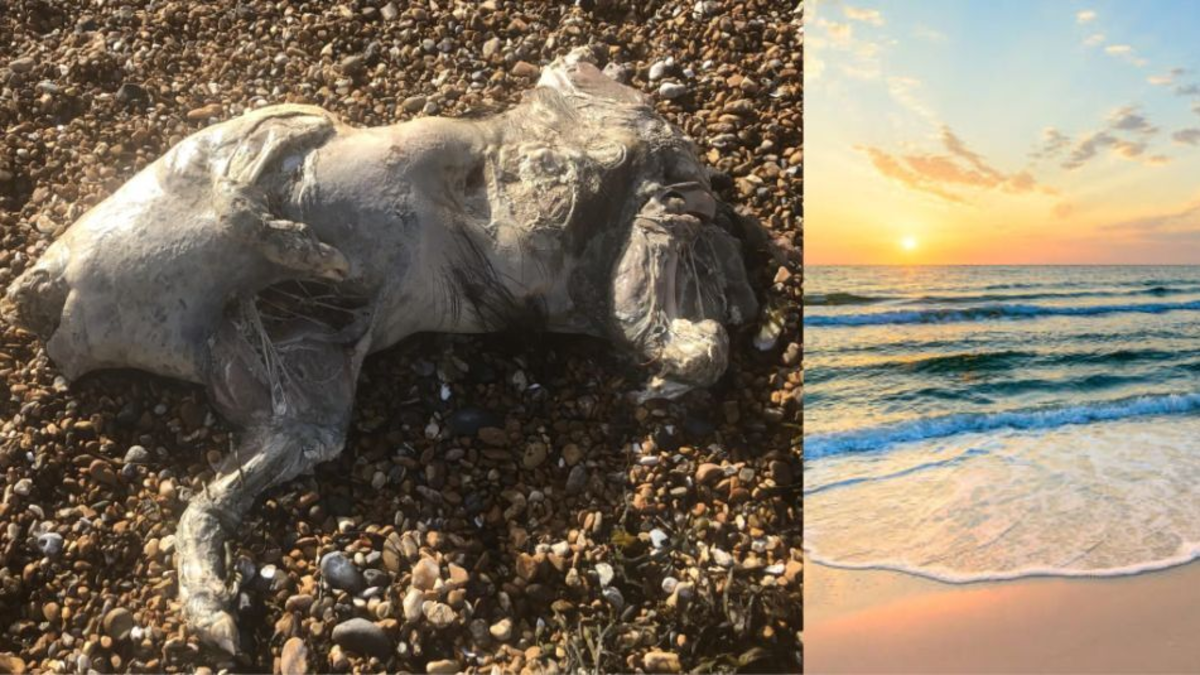 Apareció misteriosa criatura en una playa de Reino Unido