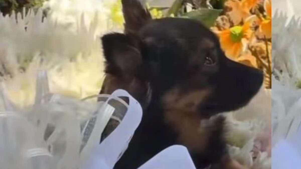Conmovedor video muestra a mascota llorando sobre la tumba de una de las jóvenes fallecidas en tragedia del bus que cayó a un abismo en Antioquia