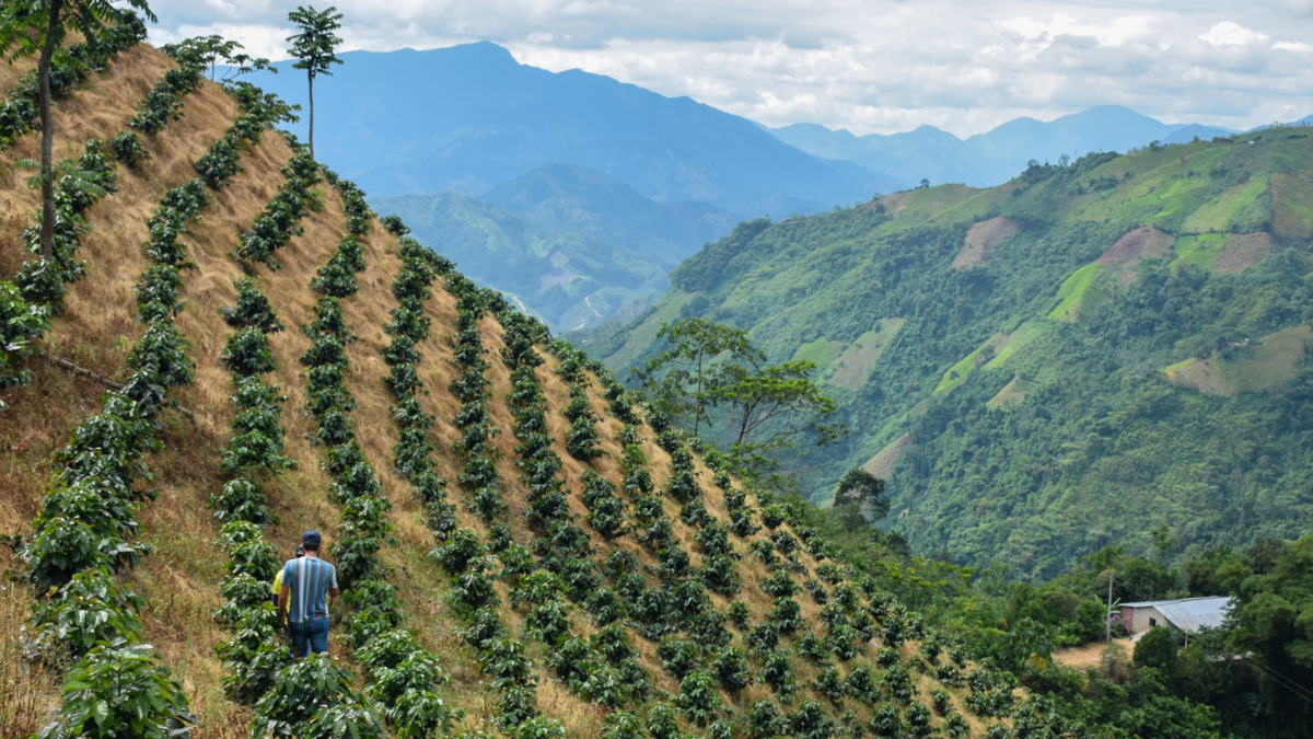 La crisis de Oriente Medio dispara el precio de los fertilizantes: ¿cómo se verán afectados los agricultores colombianos?