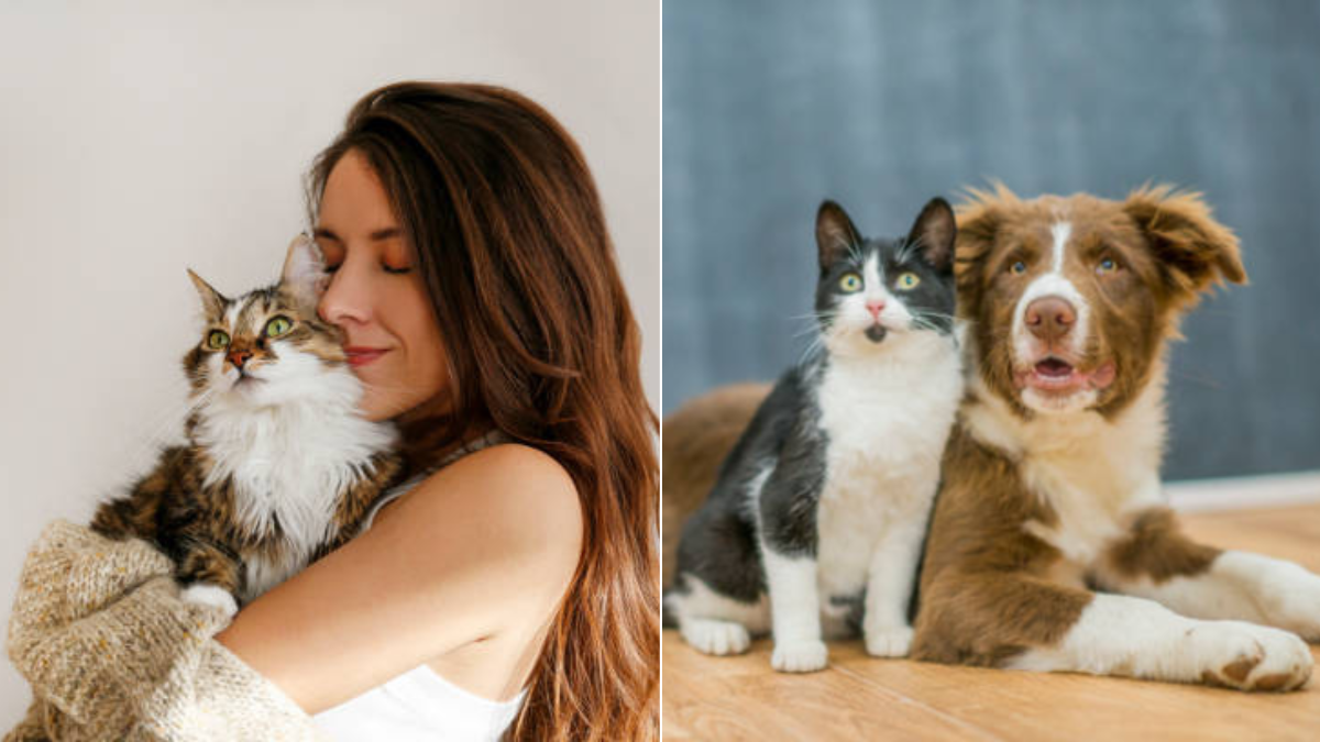 ¿Por qué las mascotas se convierten en la mejor compañía para enfrentar el dolor?