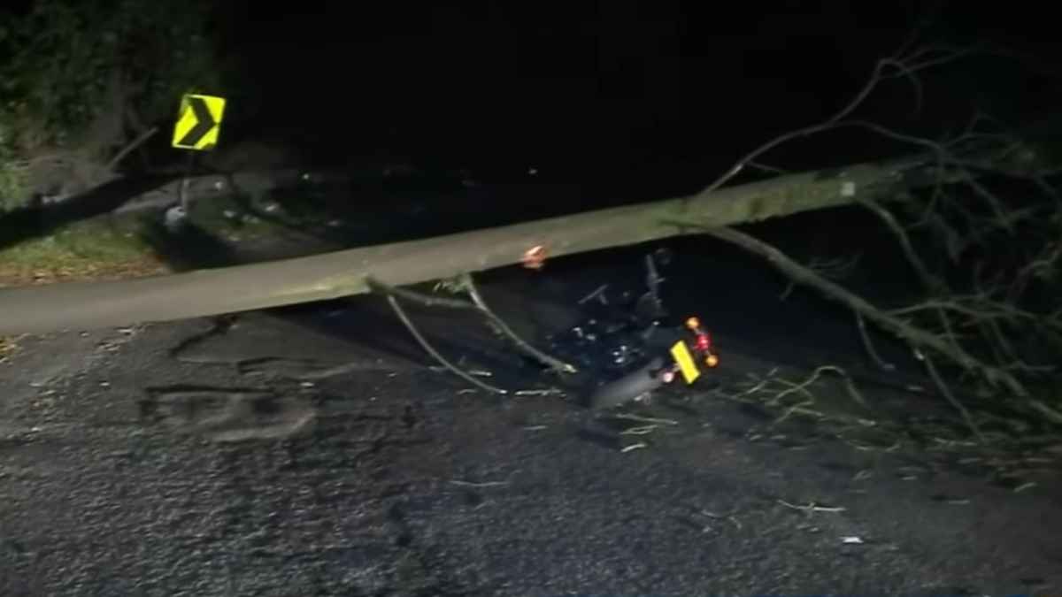 Así se salvó motociclista de ser aplastado por un árbol cuando transitaba por la avenida Circunvalar de Bogotá: 'Prácticamente me cayó encima'