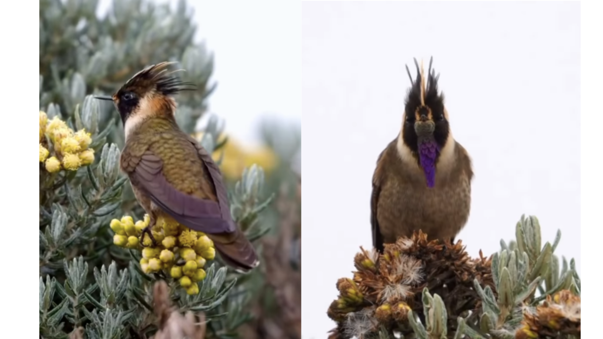 El colibrí más lindo del mundo es colombiano: conozca al Chivito del Nevado del Ruiz