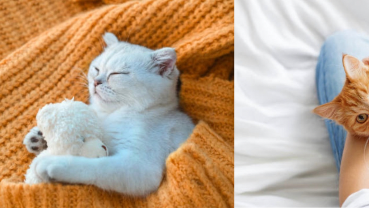 ¿Para qué sirve dejar una prenda de vestir con su olor donde duerme el gato?