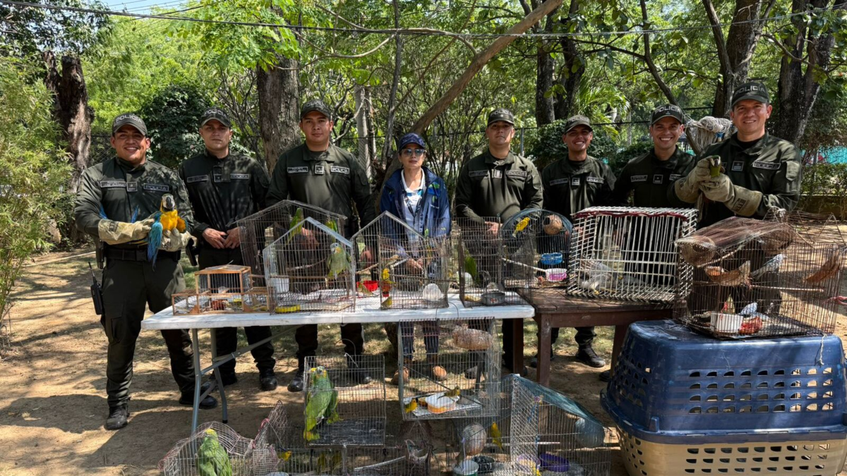 Tráfico de aves, bajo la lupa de la Policía Carabineros en corredores estratégicos del país