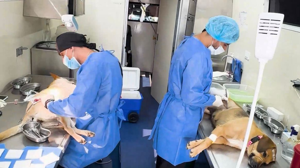Veterinario online y una red que salva vidas: el Valle le apuesta a una protección animal con leyes, ciencia, educación y sostenibilidad económica