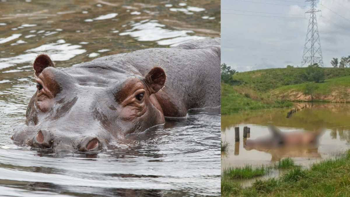 Hallan muerto a un hipopótamo en predios que pertenecieron a la Hacienda Nápoles: investigan si falleció tras pelea territorial